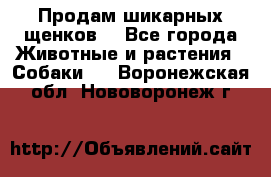 Продам шикарных щенков  - Все города Животные и растения » Собаки   . Воронежская обл.,Нововоронеж г.